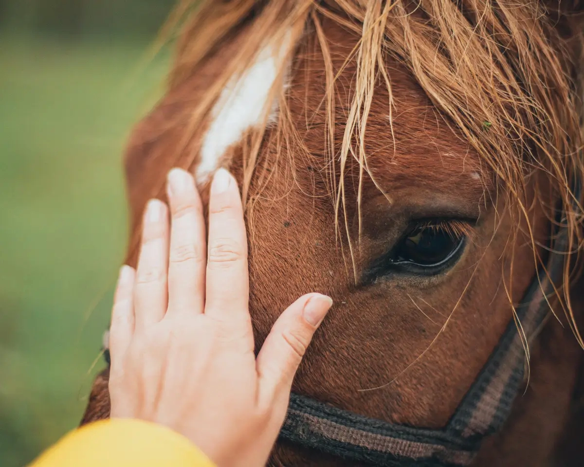 Reimagining Equestrian Style: The Power of Circular Fashion and Accessible Riding