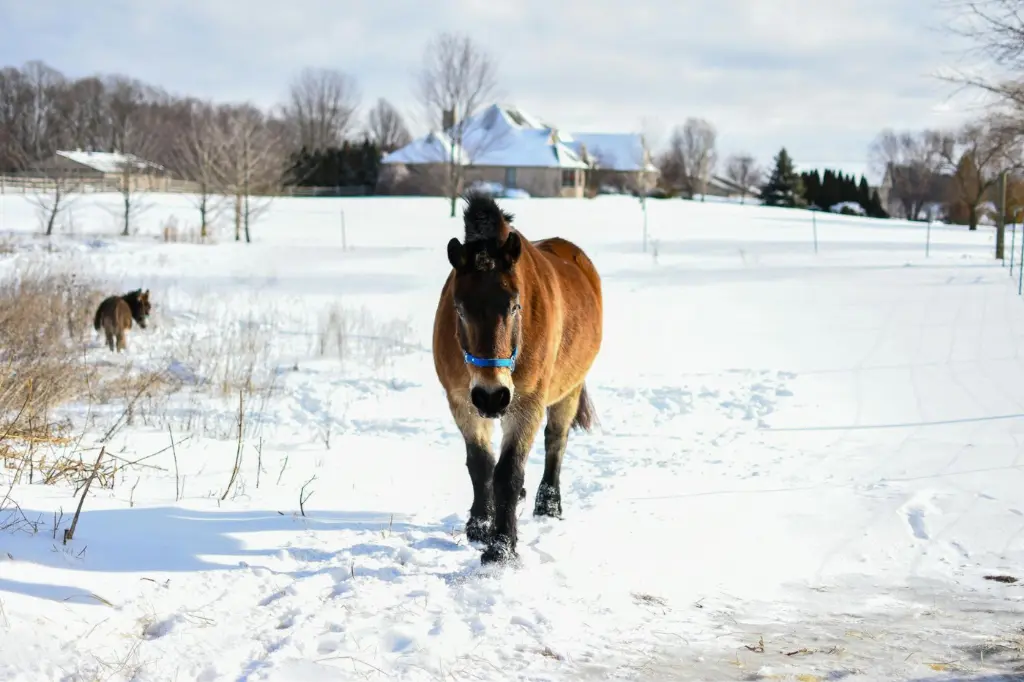 The Joy of the Ride: What Horses Taught Us This Year