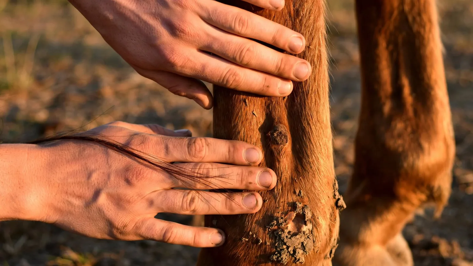 Hands running down a horse's lower leg checking the tendon